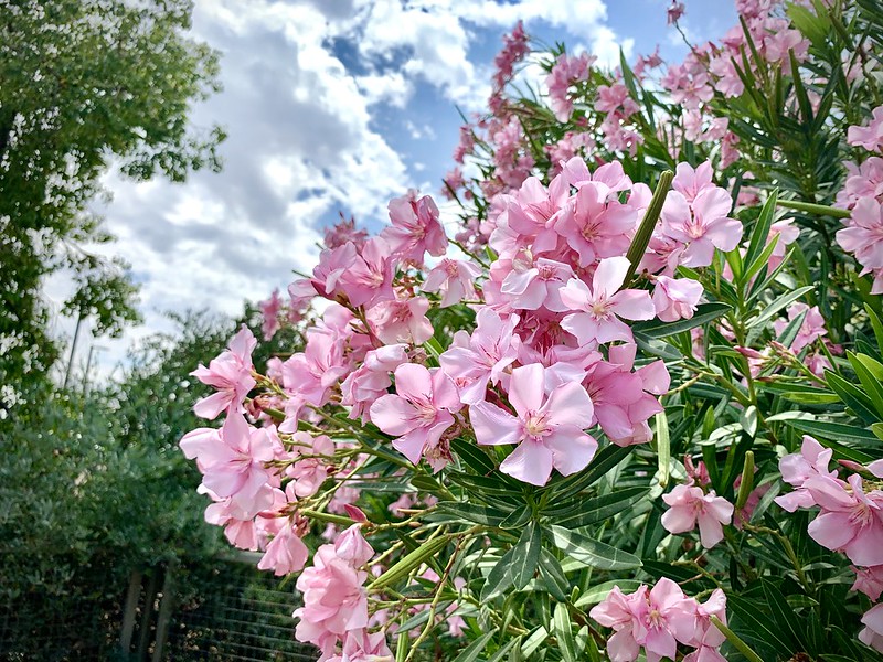 Oleander (Nerium oleander)