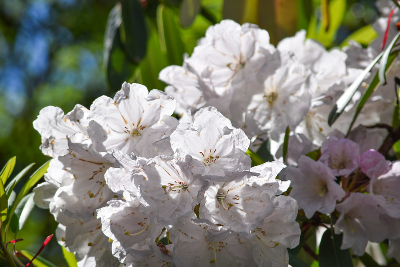 Mountain Laurel (Kalmia latifolia)
