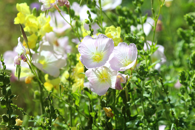 Primrose (Primula vulgaris)