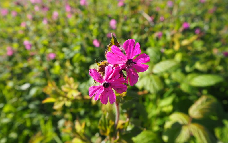 Red campion