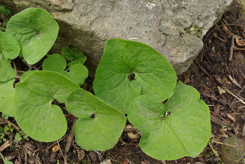 Canada Wild Ginger (Asarum canadense)