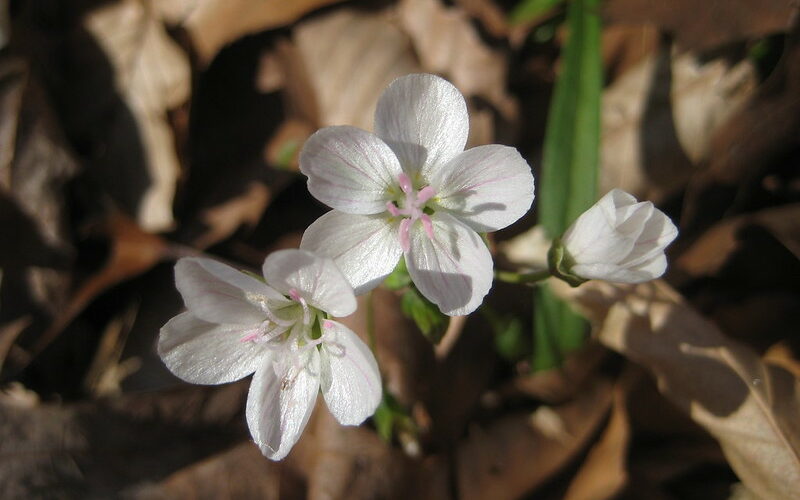 Carolina Spring beauty 