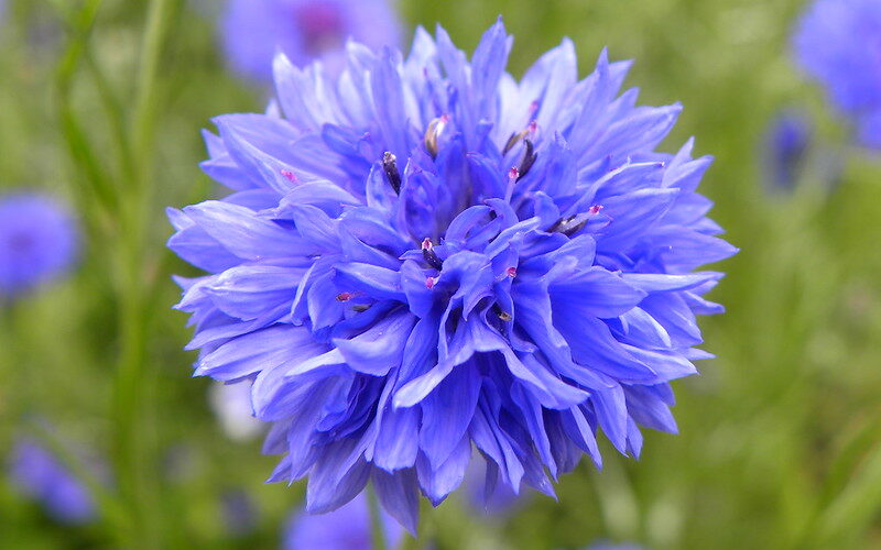 Cornflower