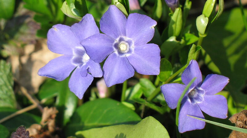 Periwinkle (Vinca minor)