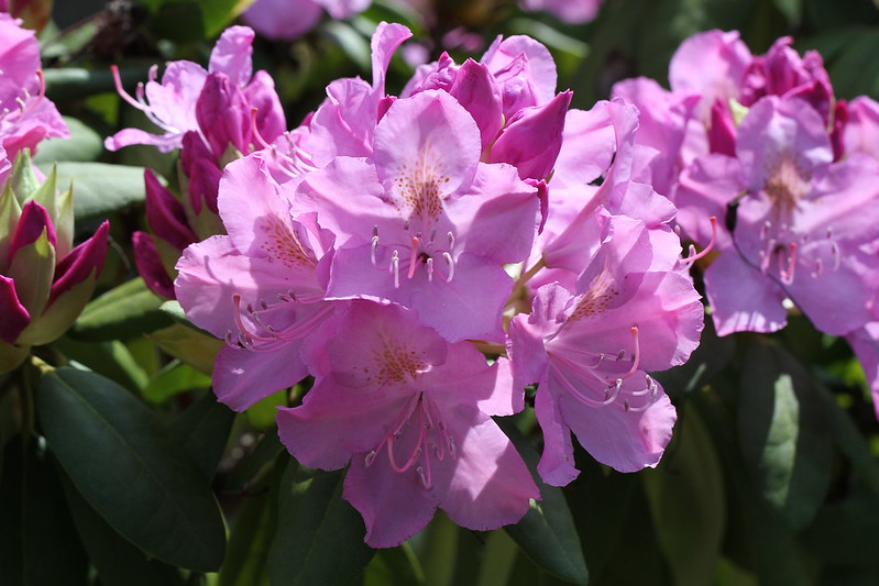 Rhododendron