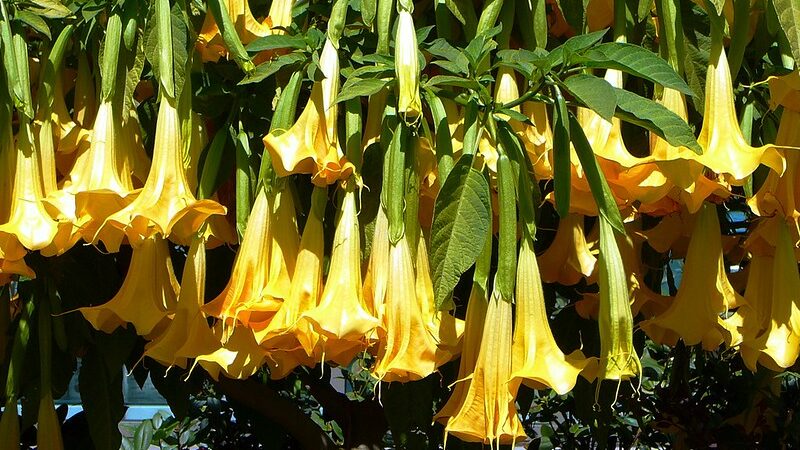 Angel’s Trumpet (Brugmansia)