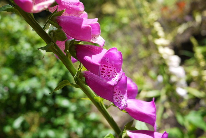foxglove
