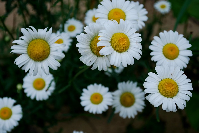 Ox-Eye Daisy (Leucanthemum vulgare)