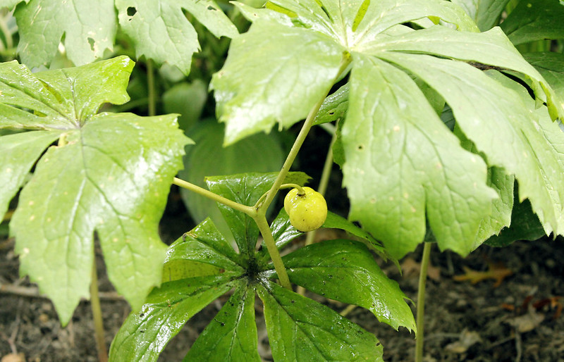 May Apple