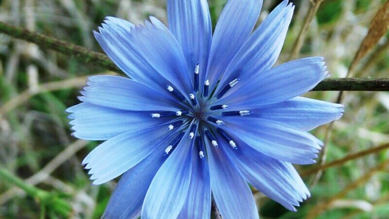 Chicory (Cichorium intybus)
