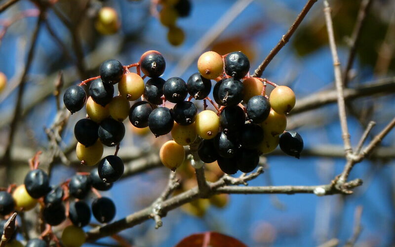 Nannyberry (Viburnum lentago)