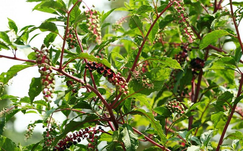 Pokeweed (Phytolacca Americana)