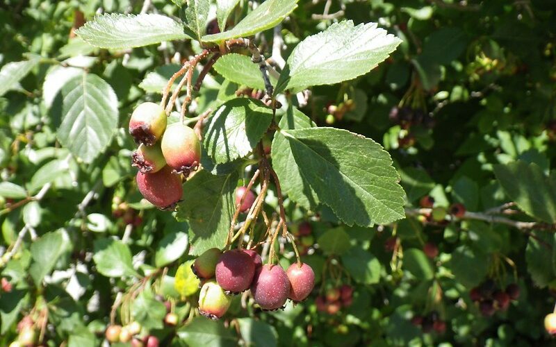 Black Hawthorn (Crataegus douglasii)