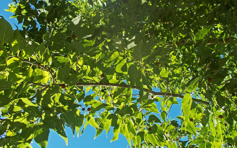 Common Hackberry (Celtic occidentalis)