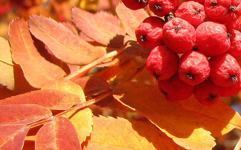 Mountain Ash (Sorbus Americana)