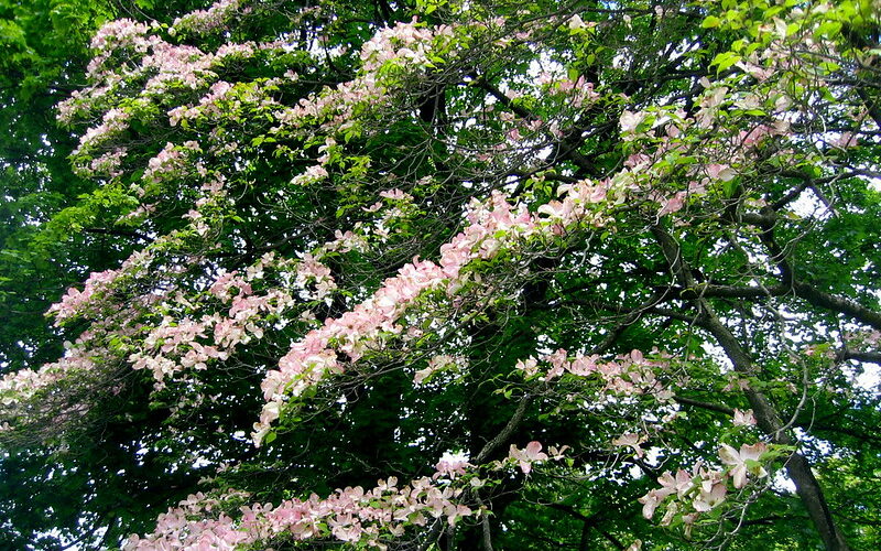 Flowering Dogwood (Cornus florida)
