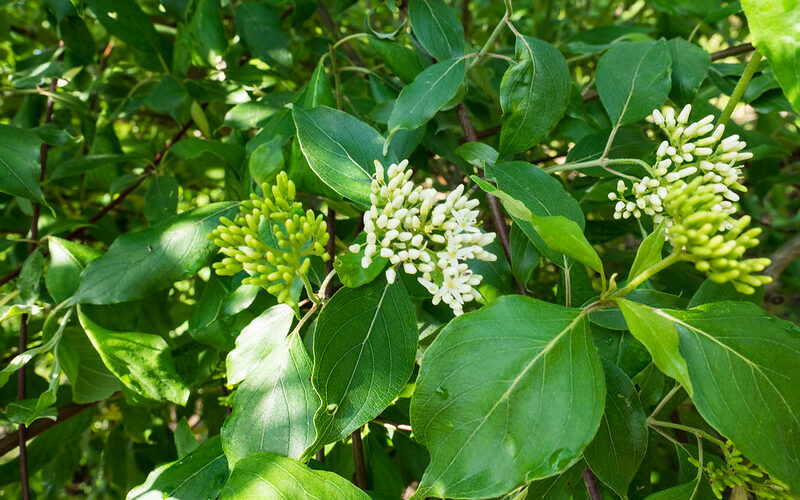 Rough-leaf Dogwood (Cornus drummondii)