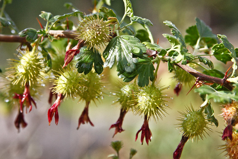 California Gooseberry (Ribes californicum)