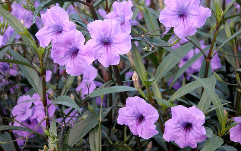 Mexican Petunia (Ruellia brittoniana)