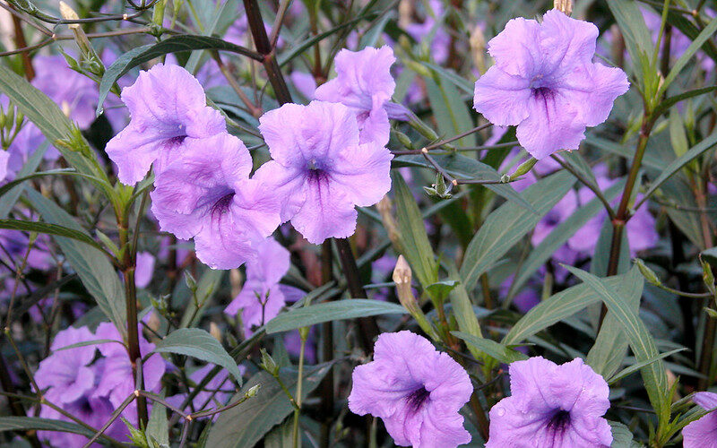 Mexican Petunia (Ruellia brittoniana)