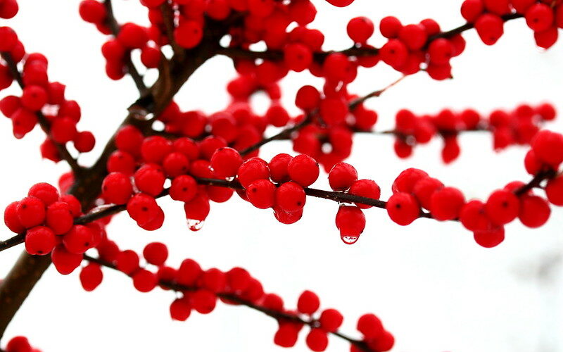Winterberry (Ilex verticillata)