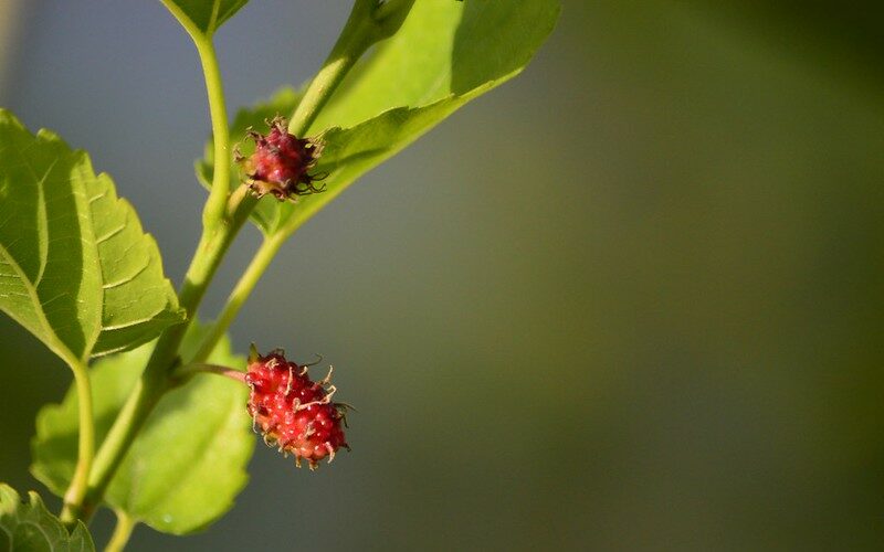 Red Mulberry (Morus rubra)