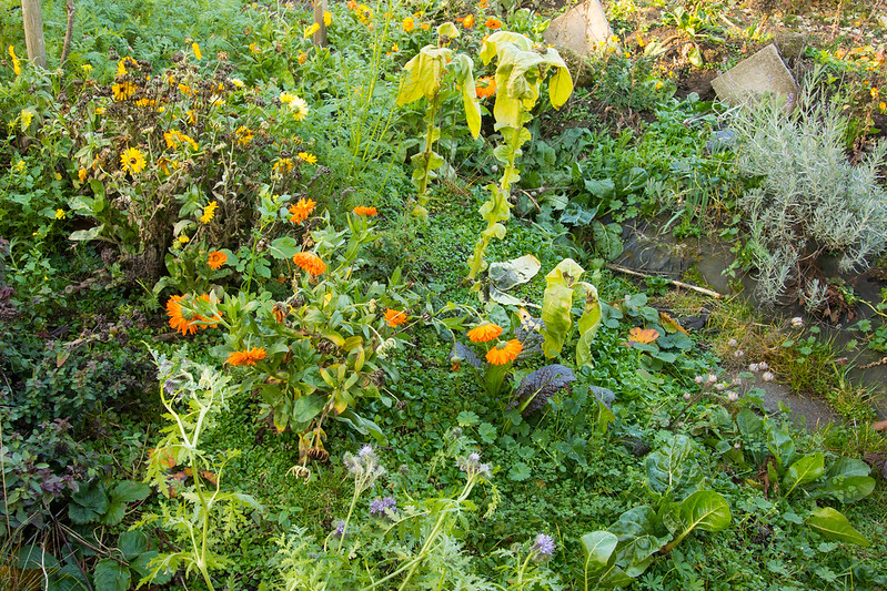 permaculture vegetable garden