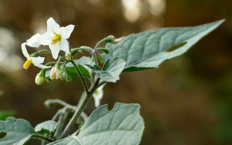 Black Nightshade Solanum nigrum