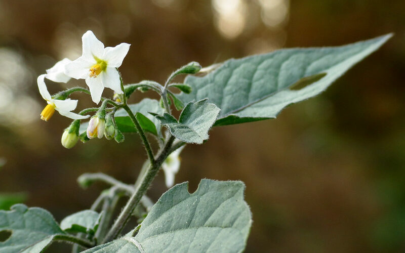 Black Nightshade Solanum nigrum
