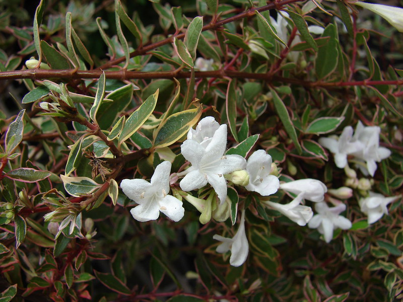 Glossy Abelia (Abelia x grandiflora)