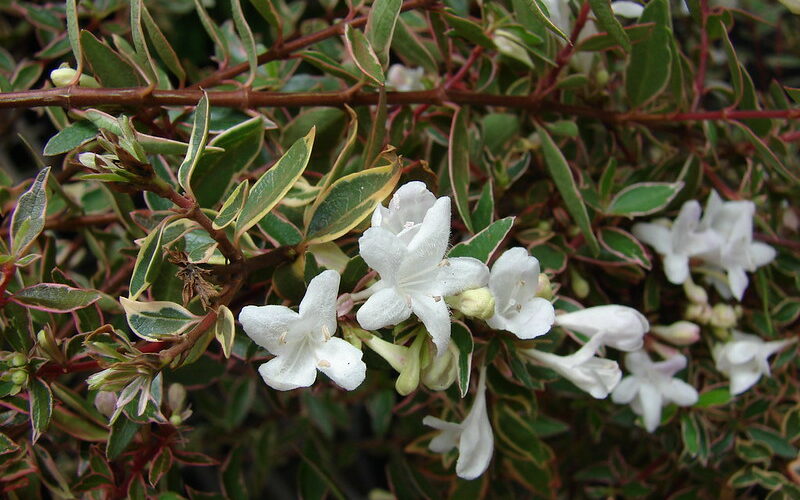 Abelia x grandiflora (Glossy abelia)