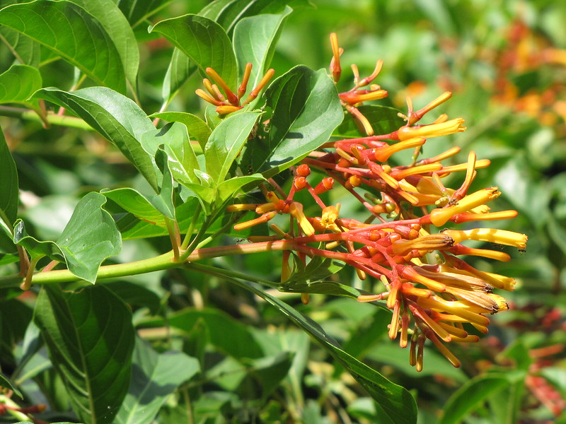 Fire bush (Hamelia patens)