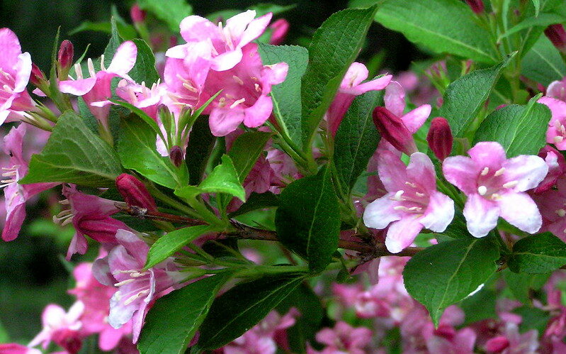 Weigela ‘Florida Variegata’