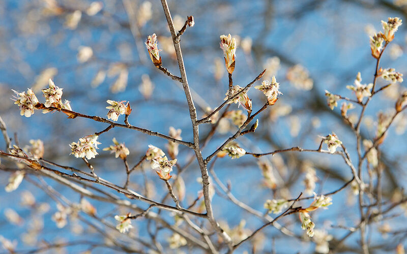 Downy Serviceberry (Amelanchier arborea)