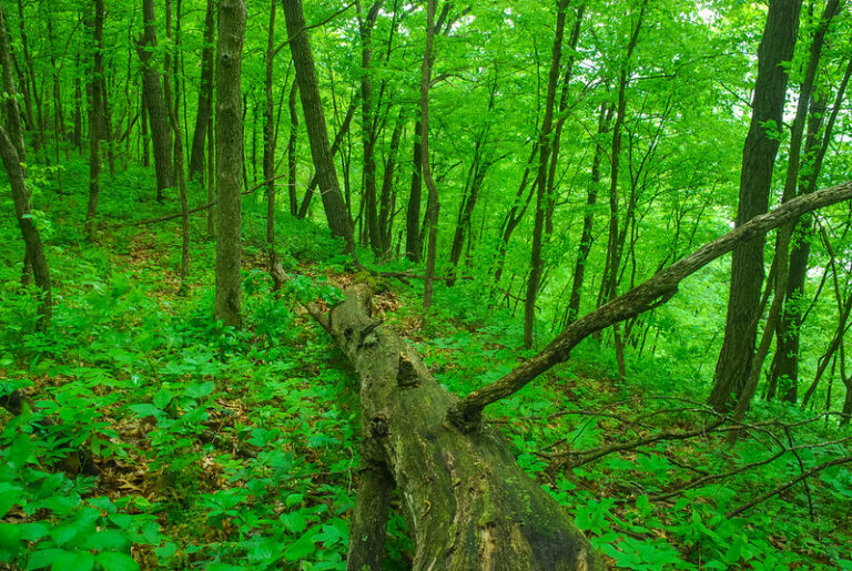 forest