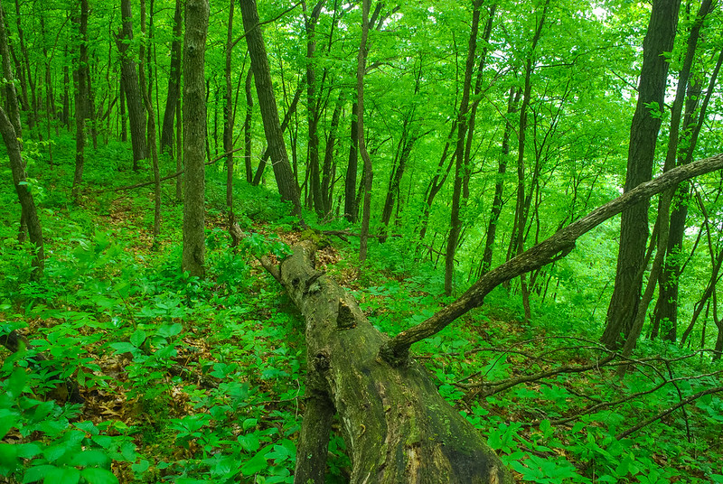 forest