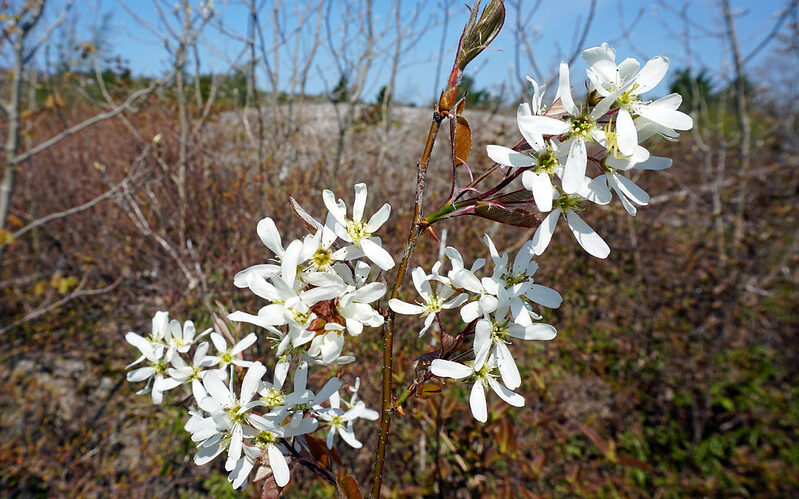 Canadian Serviceberry (Amelanchier Canadensis)