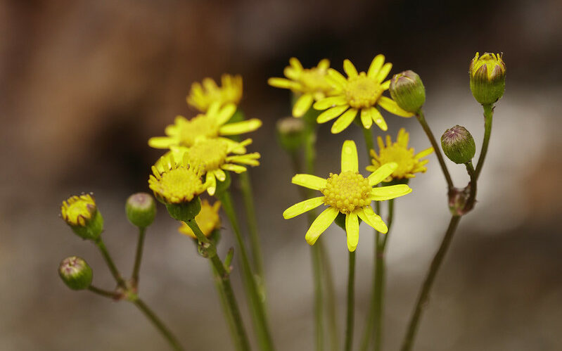 Golden ragwort