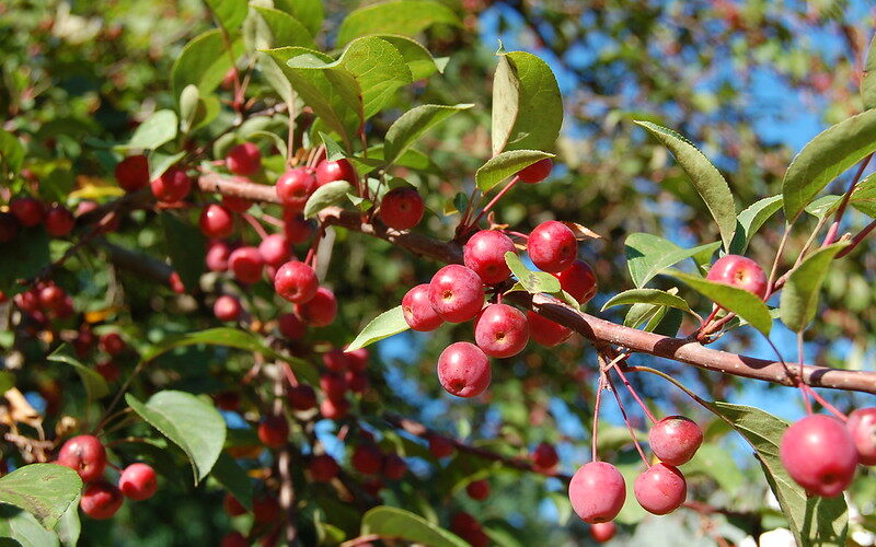 Crabapple (Malus)