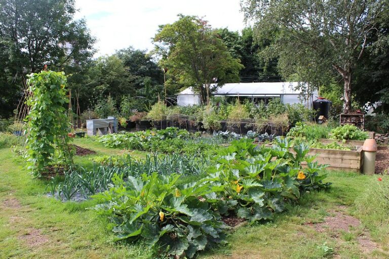 small Permaculture garden