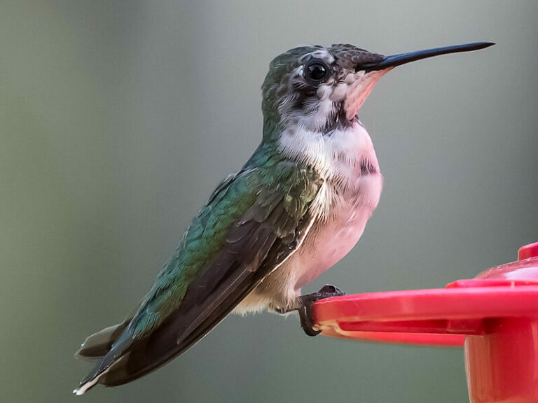 humming bird perched on bird feeder