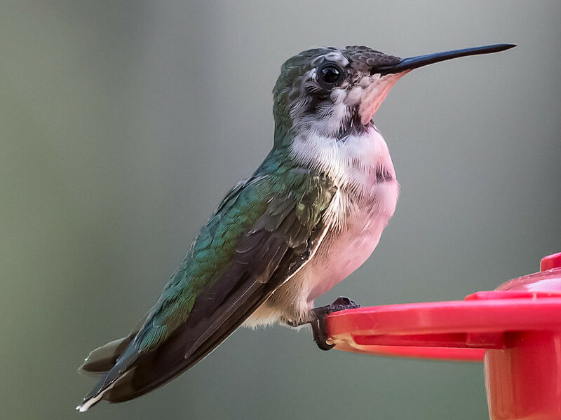 humming bird perched on bird feeder