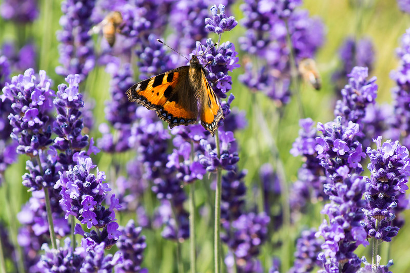 Lavender Aromatico (Lavandula angustifolia)