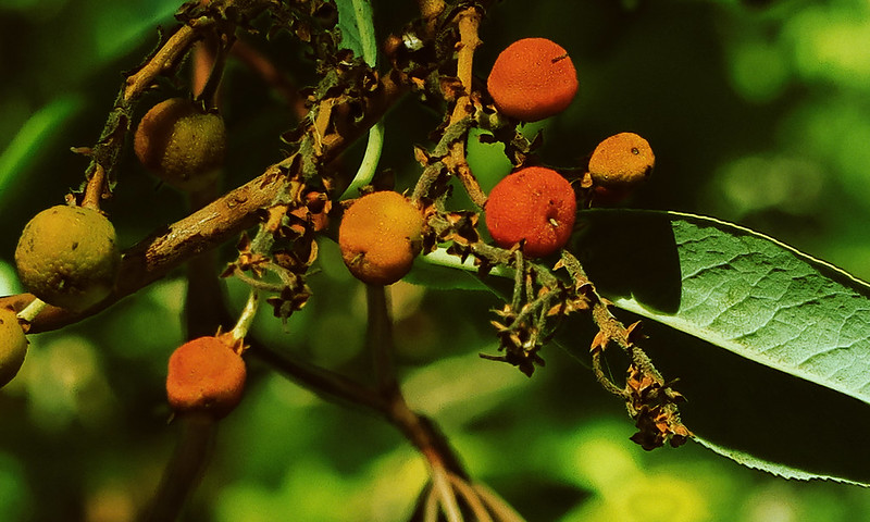 Madrone (Arbutus menziesii)