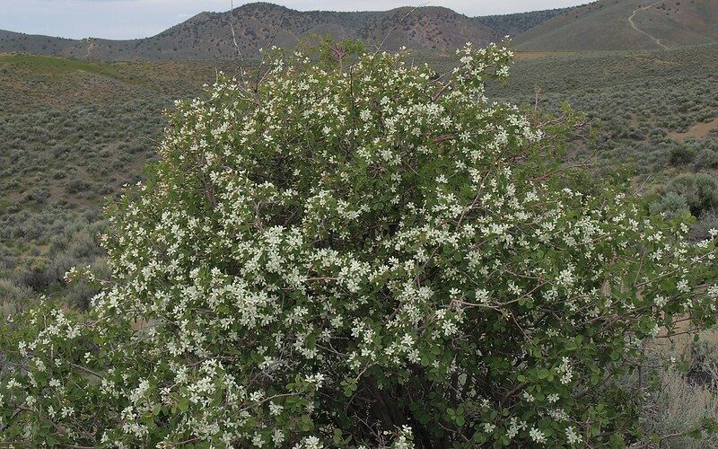 Utah Serviceberry (Amelanchier utahensis)