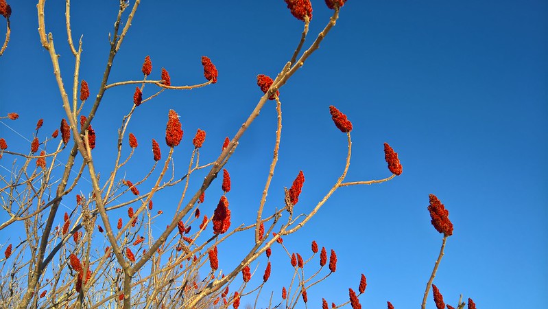 Staghorn Sumac (Rhus typhina)