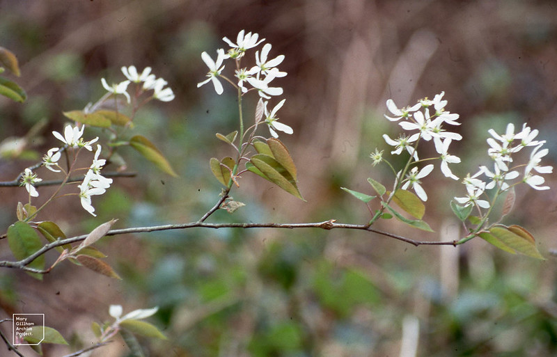 Snowy Mespilus (Amelanchier ovalis)