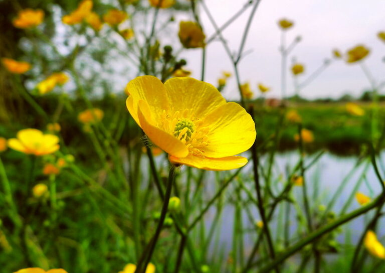 buttercup