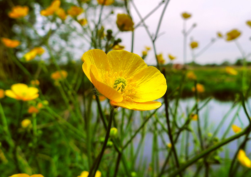 buttercup