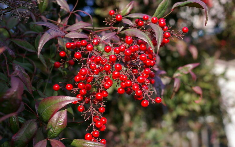 nandina berries